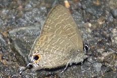 Eudonia luzialis - Dunkler Cerulean
